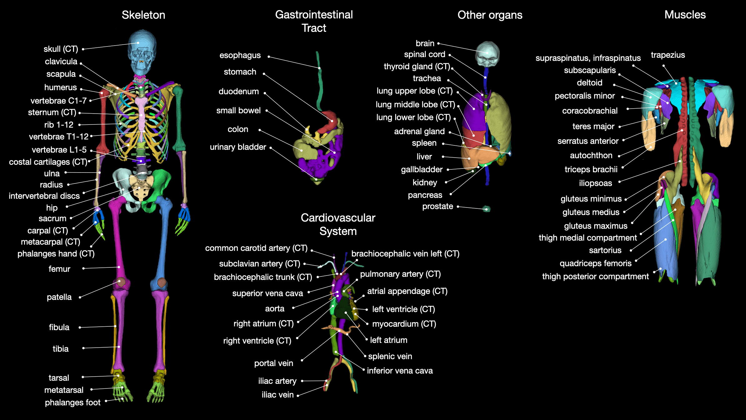 TotalSegmentator Overview Classes